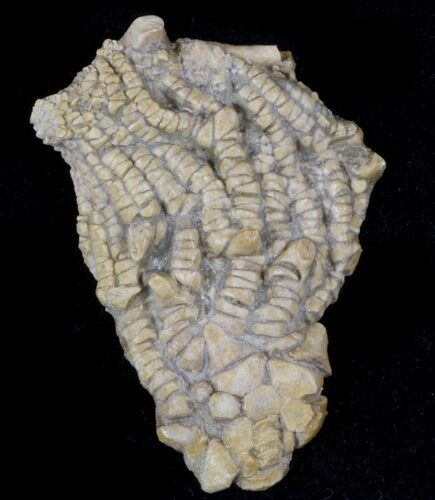 Detailed Fossil Crinoid (Dasciocrinus) - Alabama #58256